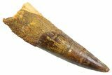 Fossil Spinosaurus Tooth - Real Dinosaur Tooth #352394-1